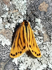 Setina aurita