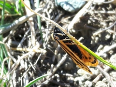 Setina aurita