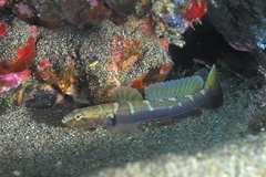 Shy Goby photo 1