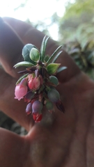 Vaccinium floribundum