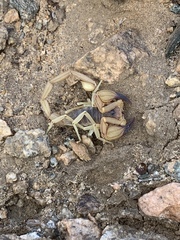 Smeringurus vachoni