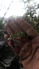 Vaccinium floribundum