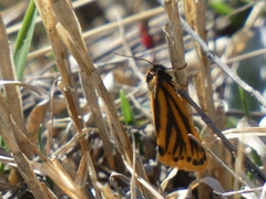 Setina aurita