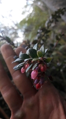 Vaccinium floribundum