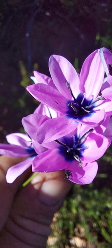 Image of Ixia polystachia by (c) Wessel Pretorius, some rights reserved (CC BY-SA)