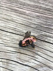 Xanthopastis regnatrix