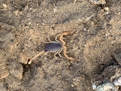 Smeringurus vachoni