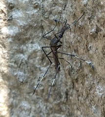 Toxorhynchites splendens