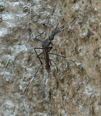 Toxorhynchites splendens