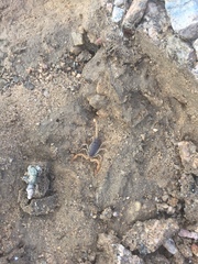 Smeringurus vachoni