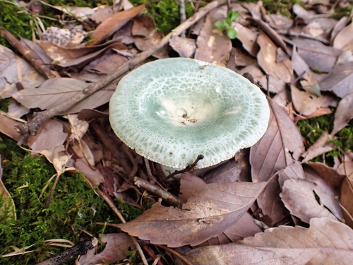 Russula virescens