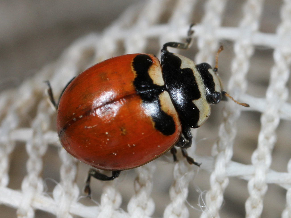 Three-banded Lady Beetle