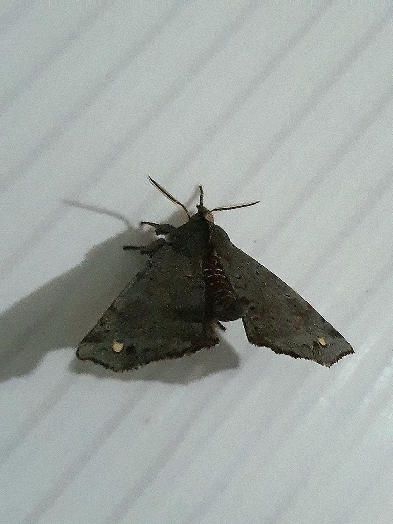 Olceclostera castrona
