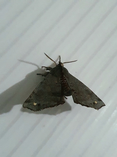 Olceclostera castrona