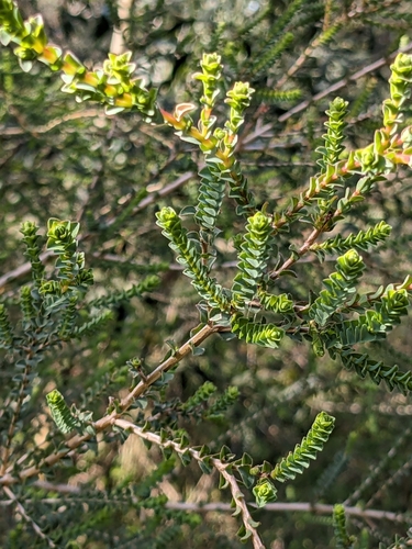 Image of Melaleuca gibbosa by (c) Pieter Huybrechts, some rights reserved (CC BY)