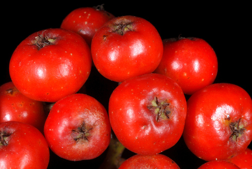 American Mountain Ash
