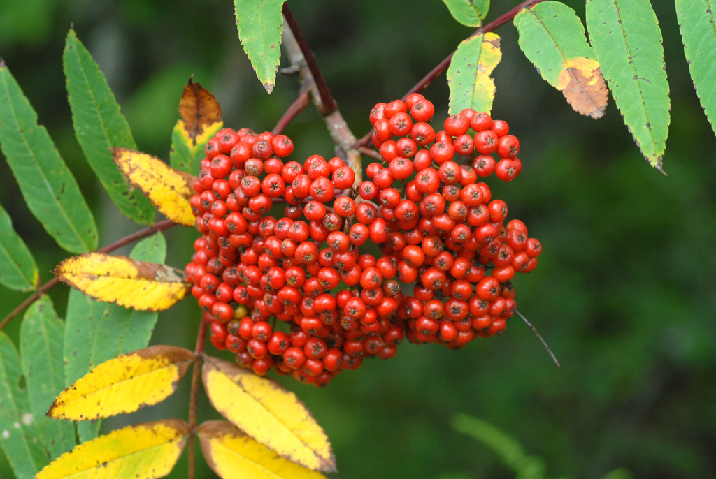 Sorbus spp. (MSPP Fire Regeneration Plant Species) · iNaturalist