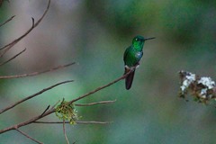 Urosticte ruficrissa