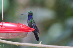 Campylopterus villaviscensio