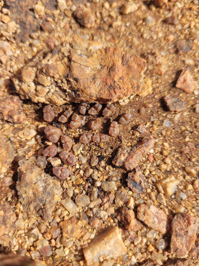 Conophytum buysianum