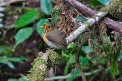 Grallaricula flavirostris