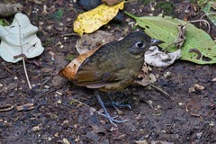 Grallaria haplonota
