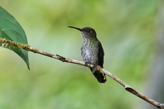 Taphrospilus hypostictus