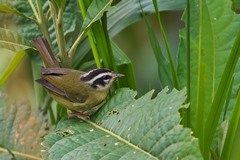 Basileuterus tristriatus