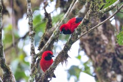 Calochaetes coccineus