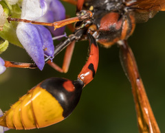 Delta pyriforme pyriforme