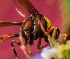 Delta pyriforme pyriforme