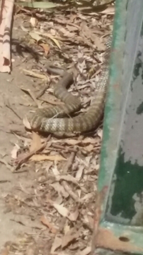 Tiger Snake sighting
