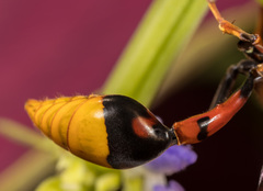 Delta pyriforme pyriforme