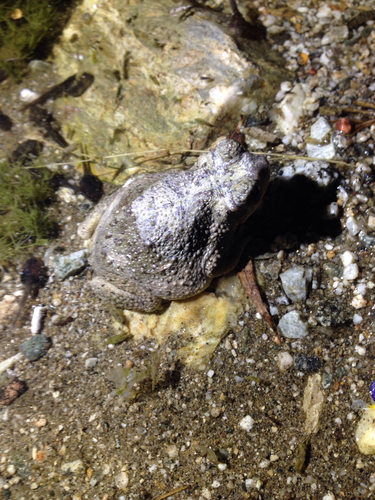 iNaturalist observation photo of Red-spotted Toad