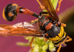 Delta pyriforme pyriforme