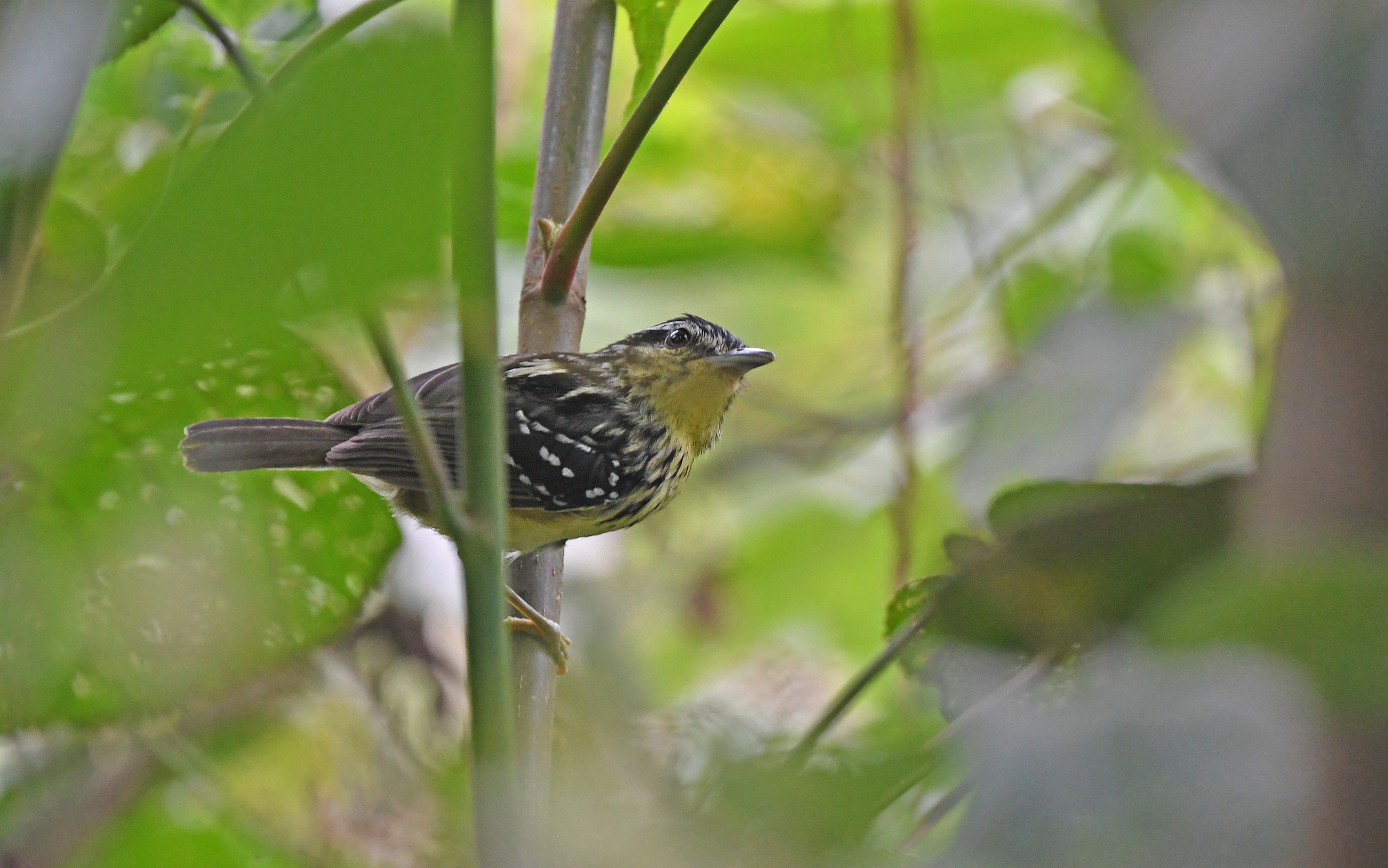 Yellow-breasted Warbling Antbird (Hypocnemis subflava), photo 5