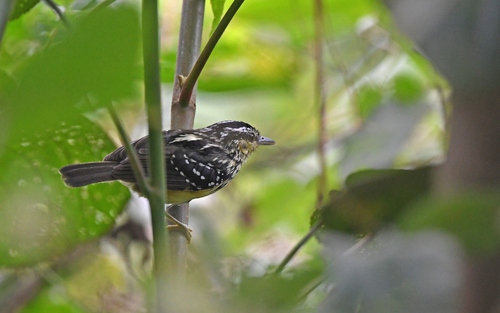 Yellow-breasted Warbling Antbird (Hypocnemis subflava), photo 7