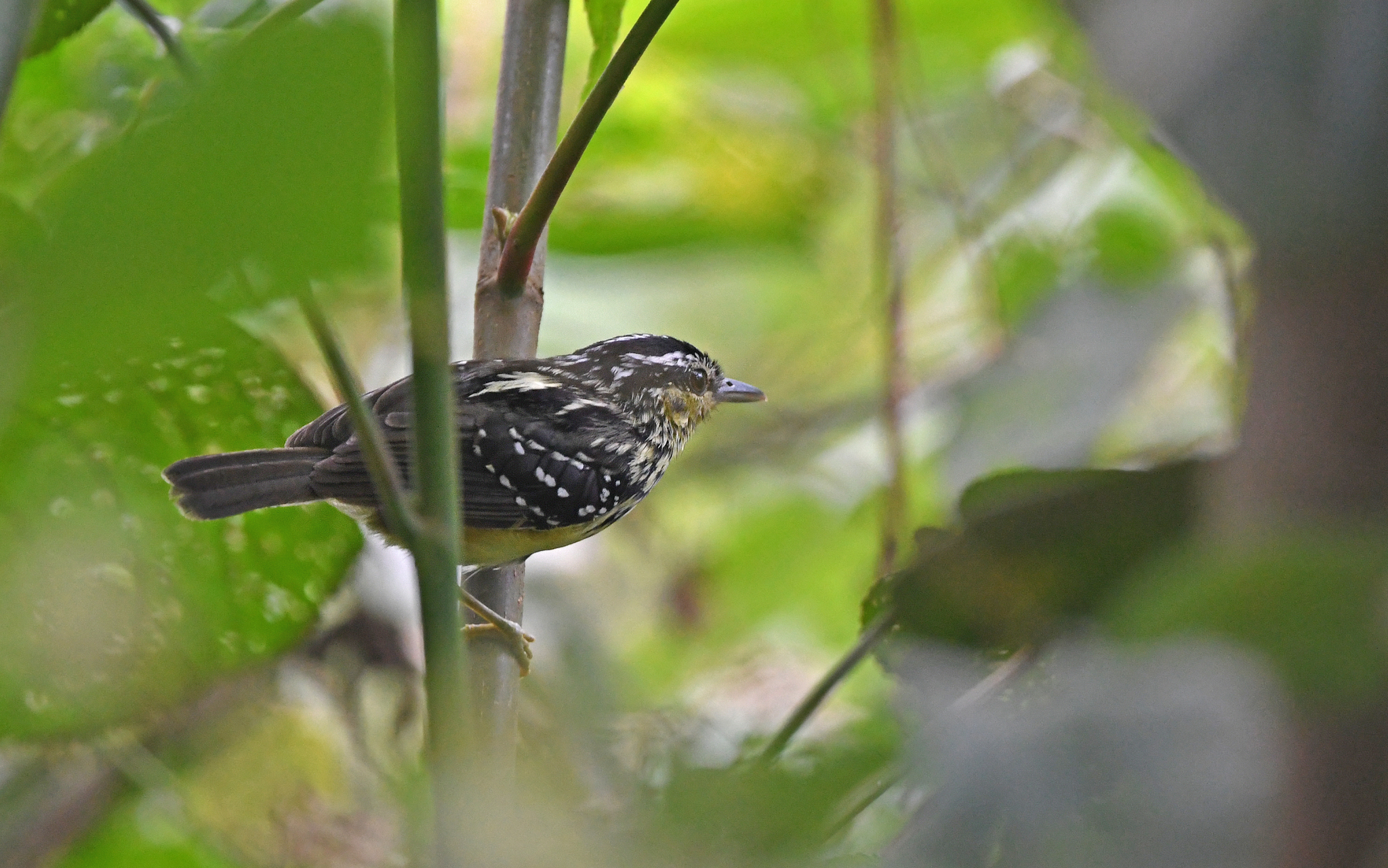 Yellow-breasted Warbling Antbird (Hypocnemis subflava), photo 4