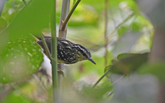 Yellow-Breasted Warbling-Antbird photo 4