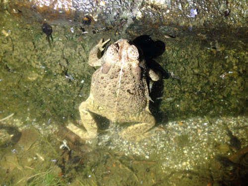 iNaturalist observation photo of Woodhouse's Toad
