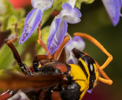 Delta pyriforme pyriforme