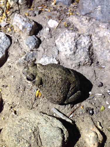iNaturalist observation photo of Red-spotted Toad