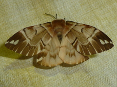 Endromis versicolora