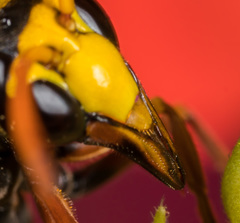 Delta pyriforme pyriforme