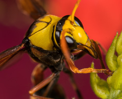 Delta pyriforme pyriforme