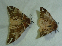 Endromis versicolora