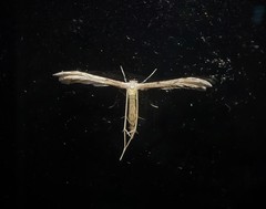 Hellinsia inquinatus