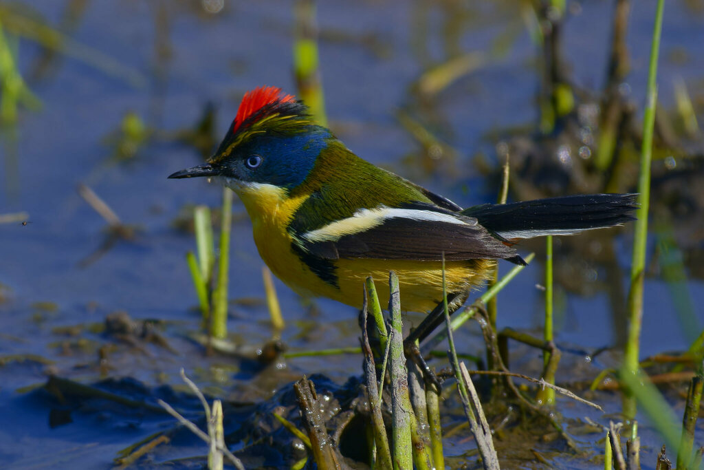 Many-colored Rush Tyrant (Tachuris rubrigastra) photo