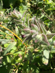 Nonea vesicaria
