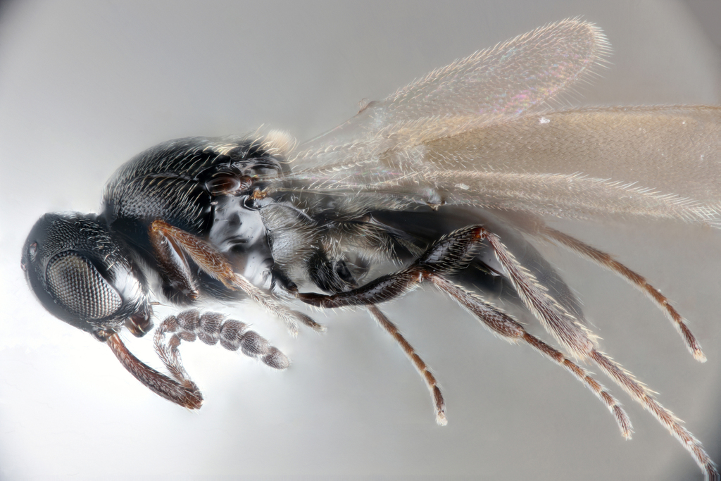 Trichacis